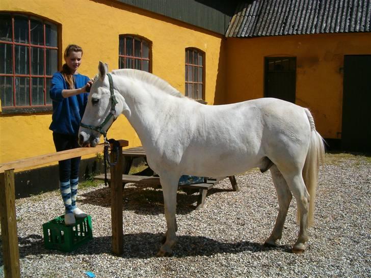 Anden særlig race Bamse <3 (død) - Ved at gøre os klar til stævne billede 3