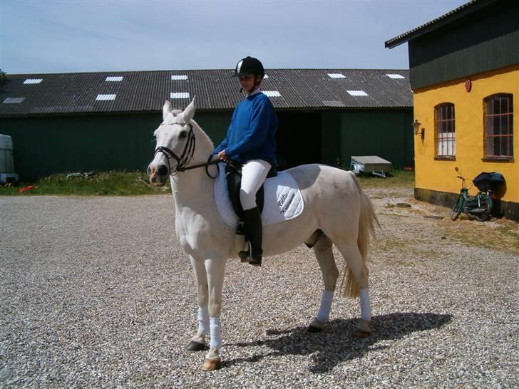 Anden særlig race Bamse <3 (død) - Så er vi klar til at ride til vores første stævne på den lokale rideskole  billede 4