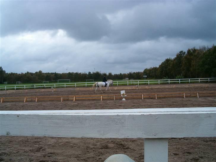 Anden særlig race Bamse <3 (død) - Dressur billede 6