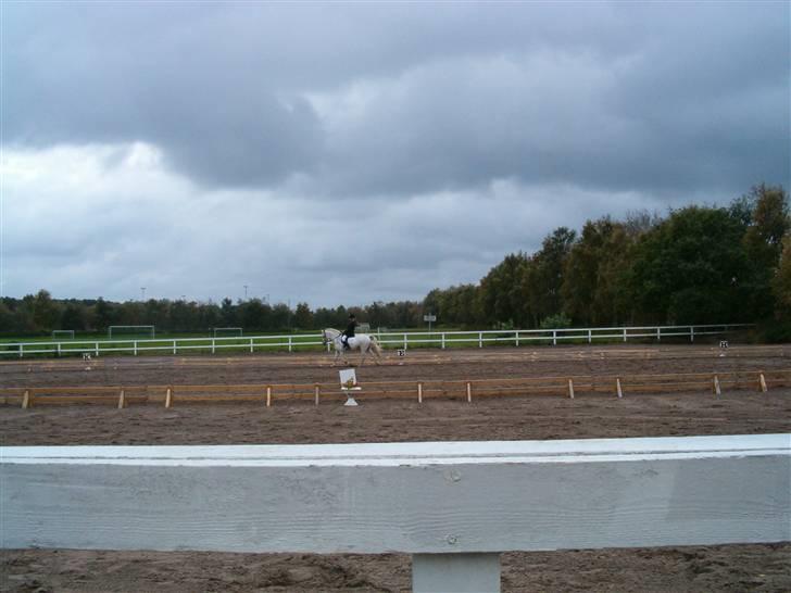 Anden særlig race Bamse <3 (død) - dressur billede 7