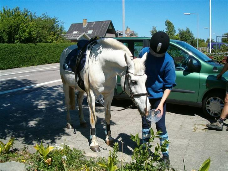 Anden særlig race Bamse <3 (død) - Hjemme i vores indkørlse billede 8