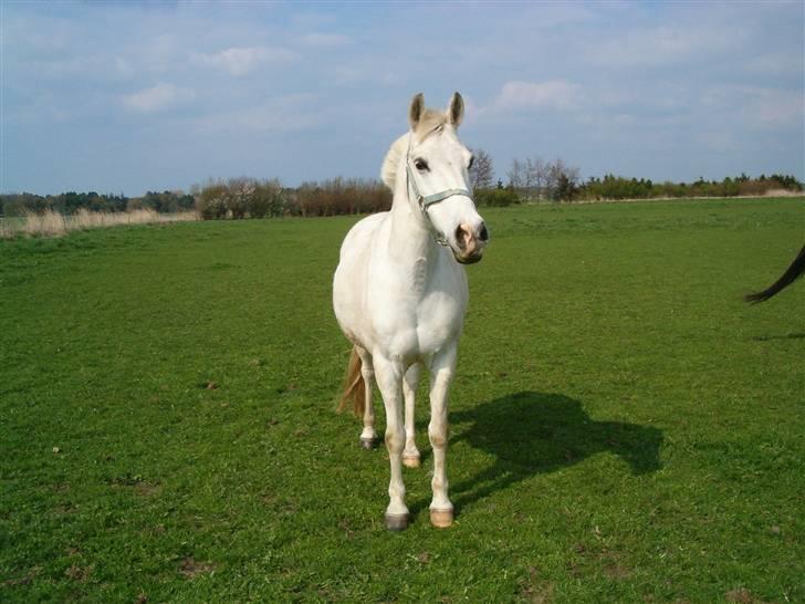 Anden særlig race Bamse <3 (død) - På fold billede 10