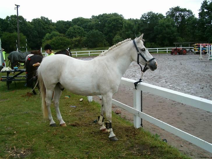 Anden særlig race Bamse <3 (død) - Klar til ridelejer opvisning 2003 billede 14