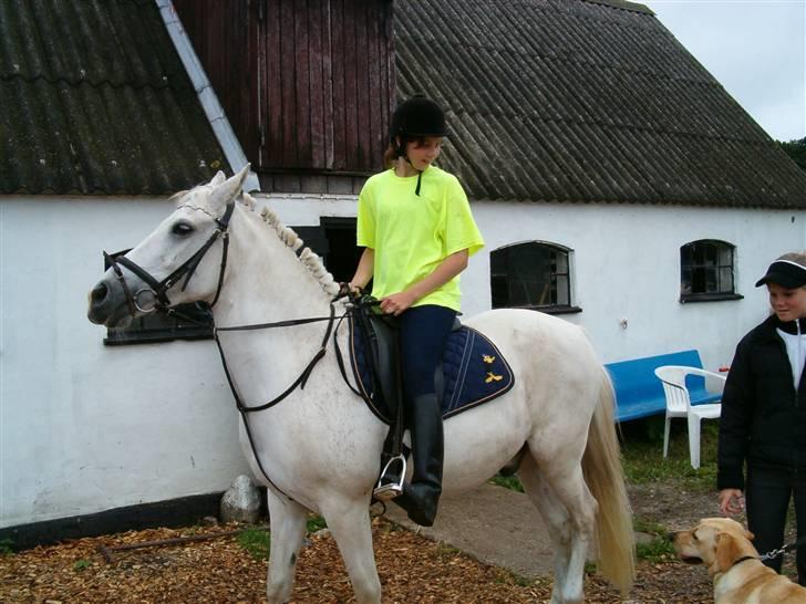 Anden særlig race Bamse <3 (død) - Så er vi klar til rideopvisning  billede 16