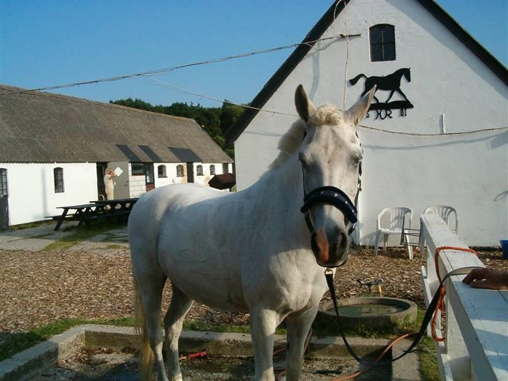 Anden særlig race Bamse <3 (død) - <33 <33 Se hans pandlok. billede 17