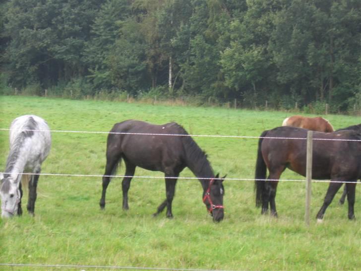 Anden særlig race Nonius-95Malvin *Solgt* - På Hansen fold (: billede 4