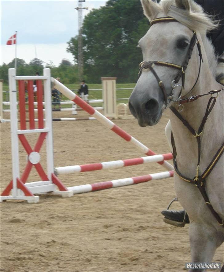 Anden særlig race Miss Dulle MIN! - Dulle&Jeg til stævne på MBRK!.. SUPER DAG! billede 9