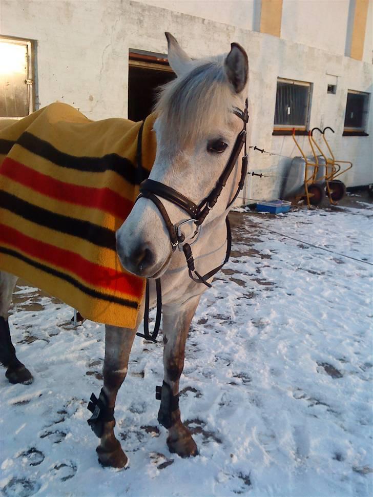 Anden særlig race Miss Dulle MIN! - Dullen på en kold dag:D billede 12