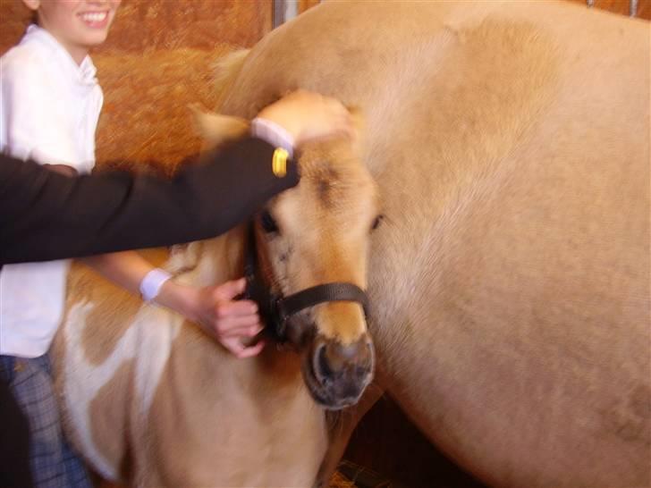 Anden særlig race Prince Punto Pantani  - Føllefår vand i håret. billede 16