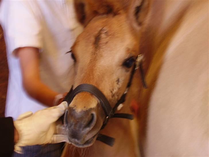 Anden særlig race Prince Punto Pantani  - Nu er følle døbt hehe :) billede 17