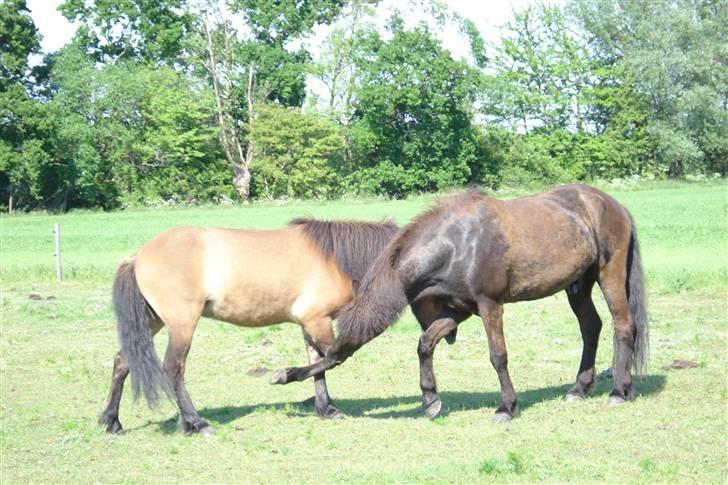 Islænder Djarfur fra lundegaard - lege lege hehe  billede 9