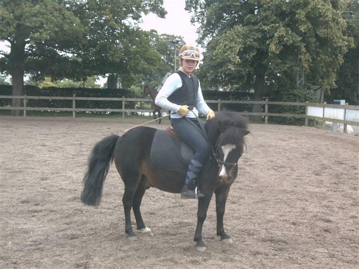 Anden særlig race spitco (SOLGT) - bonnie og spitco på banen billede 1