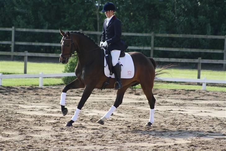 Dansk Varmblod Waldfriede billede 1