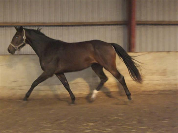 Dansk Varmblod Waldfriede billede 2