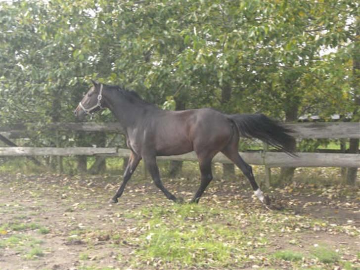 Dansk Varmblod Waldfriede billede 3