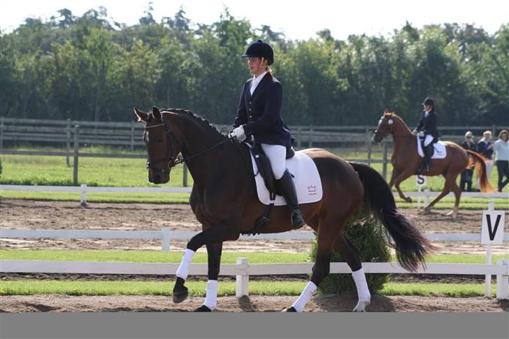 Dansk Varmblod Waldfriede billede 4