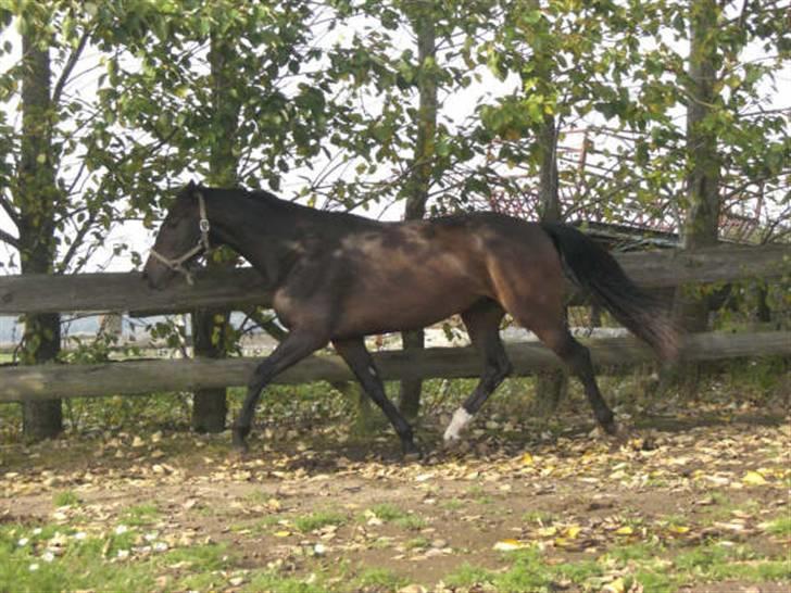 Dansk Varmblod Waldfriede billede 5