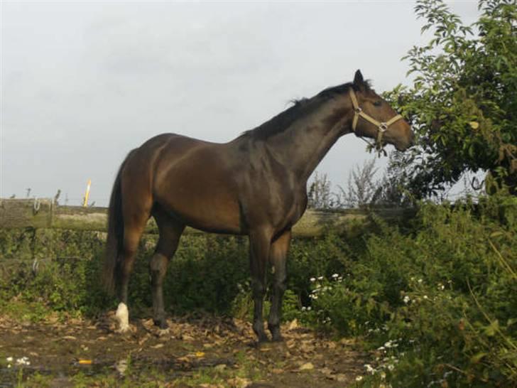 Dansk Varmblod Waldfriede billede 6