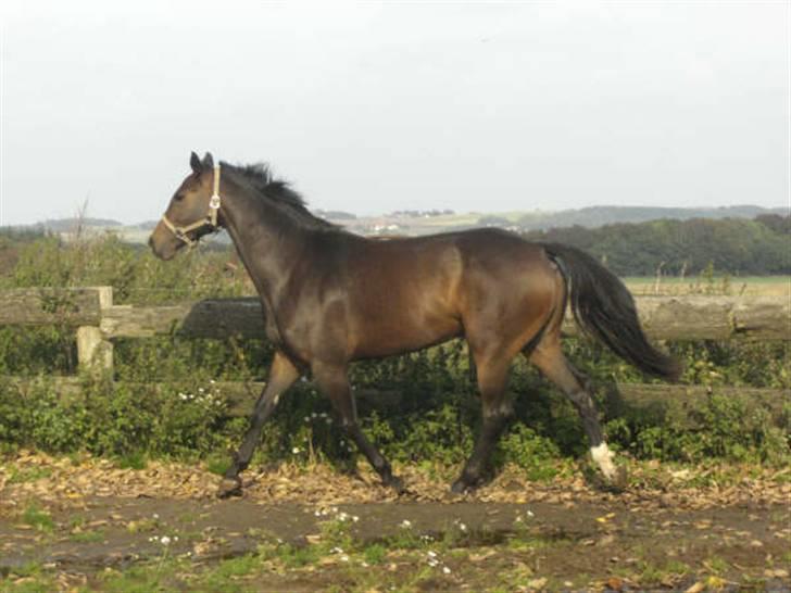 Dansk Varmblod Waldfriede billede 7