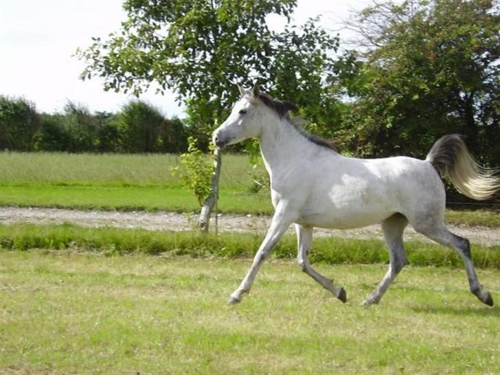 Sportsaraber (A) Monique - Billede fra hendes tidligere hjem i Jylland  billede 1