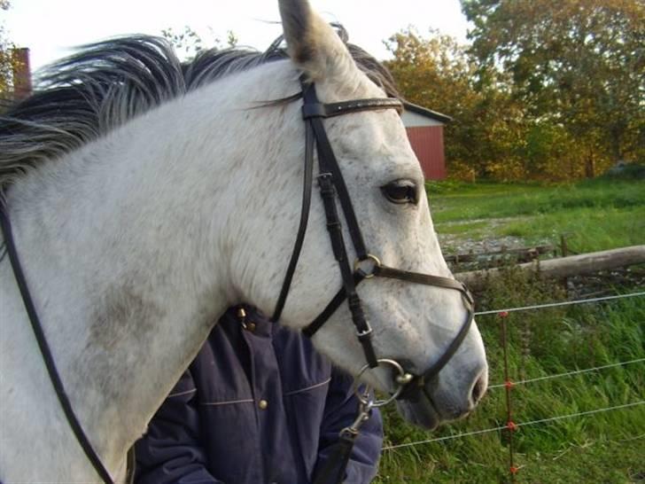 Sportsaraber (A) Monique - Også et billede fra jylland billede 2