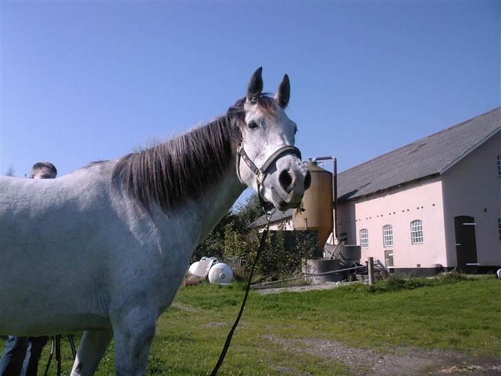 Sportsaraber (A) Monique - Dagen efter hjemkomsten til sjælland, er lige ud og kigge på det hele !  billede 3