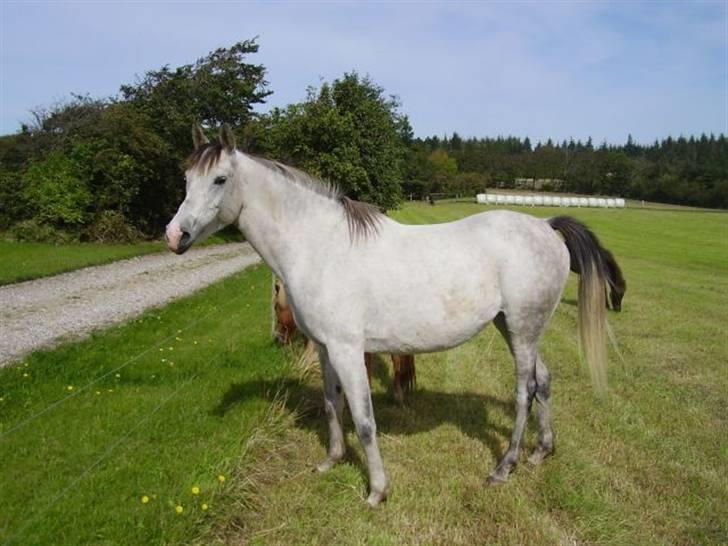 Sportsaraber (A) Monique - Billed fra jylland !  billede 4