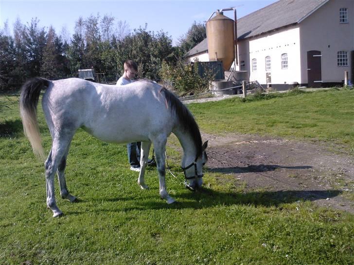 Sportsaraber (A) Monique - Niels og molly  billede 5