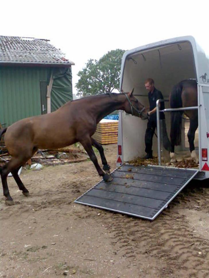 Dansk Varmblod Bailey  - endelig ude efter en lang tur i trailer fra nordjylland billede 13