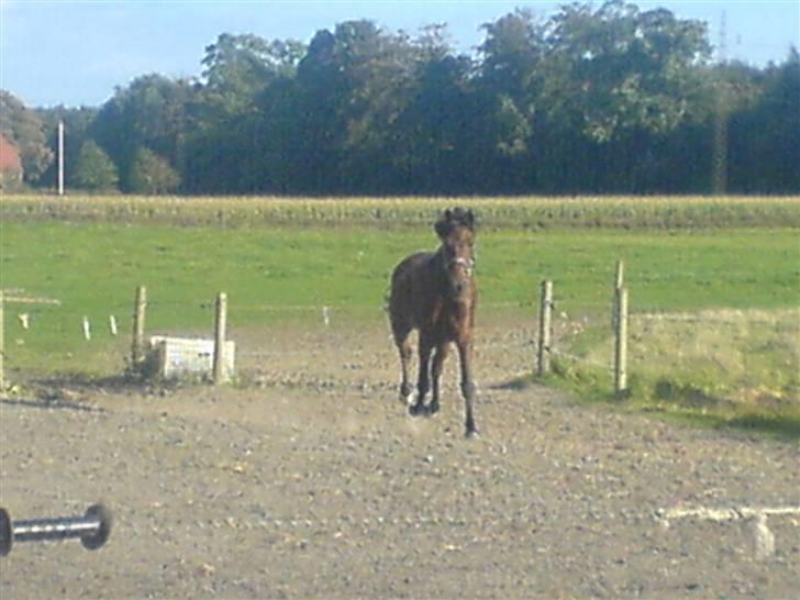 Hollandsk Sportspony Obelix - der kommer han jo :P billede 6