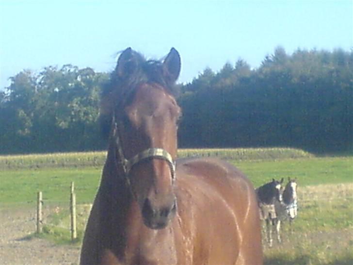 Hollandsk Sportspony Obelix - uhh, han er da dejlig !! <´33 billede 7