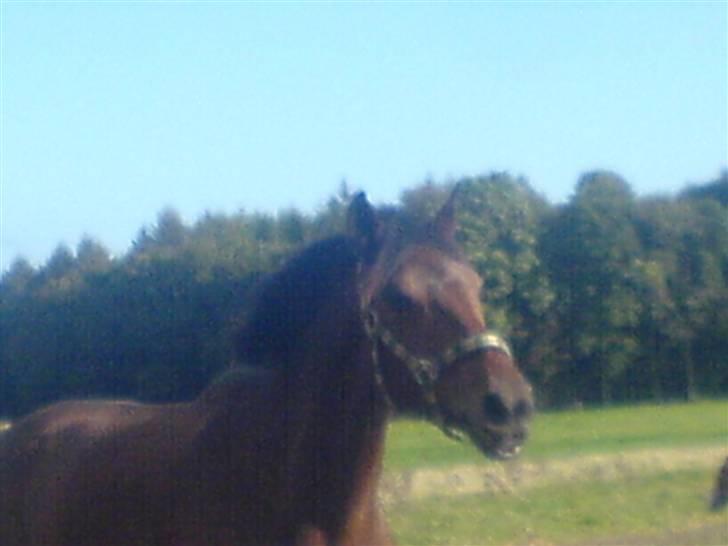 Hollandsk Sportspony Obelix - blev lidt sløret ..  billede 8