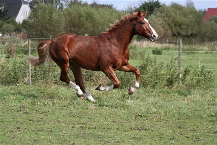 Anden særlig race Tarco Bello ( R.I.P ) - fuld galop (: billede 15