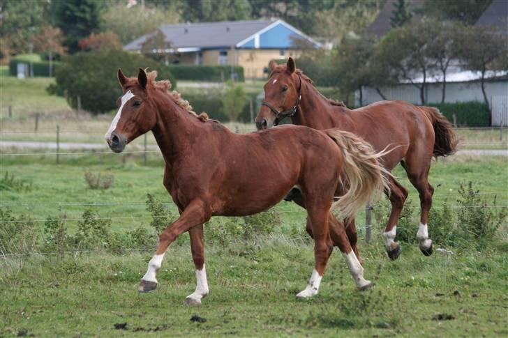 Anden særlig race Tarco Bello ( R.I.P ) - tarco sammen med zambezi (: billede 16