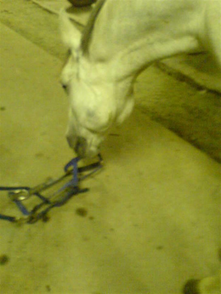 Anden særlig race Cisco billede 19