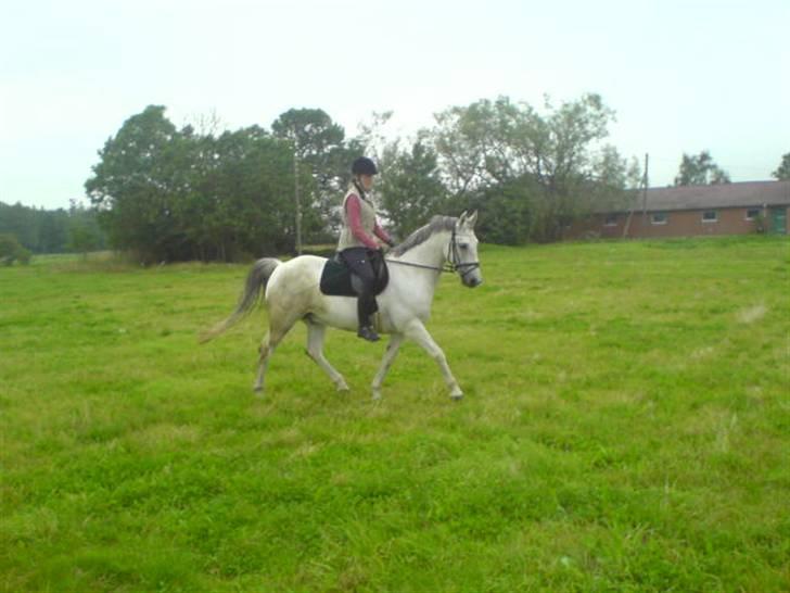 Anden særlig race Cisco billede 20