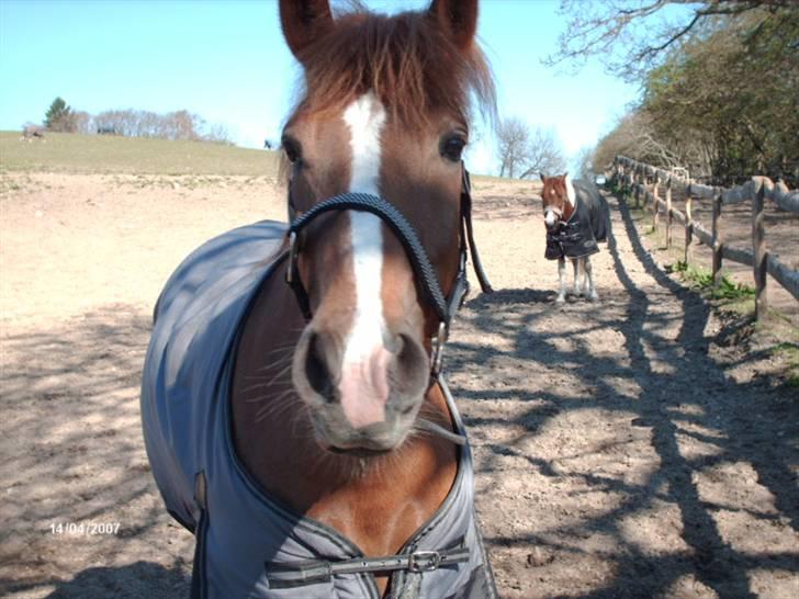 New Forest Wendy - udlånt :D - Hejsa og velkommen til Wendys profil..¤¤ billede 1