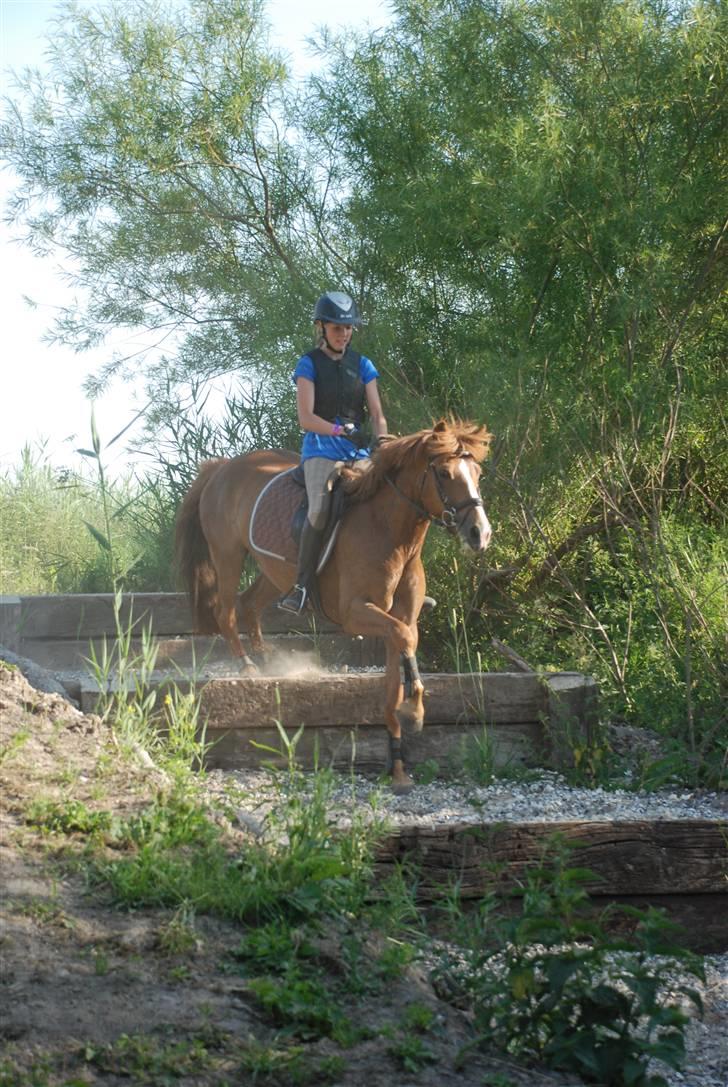 New Forest Wendy - udlånt :D - Military træning på Søborggård - ned af skråning :D billede 2