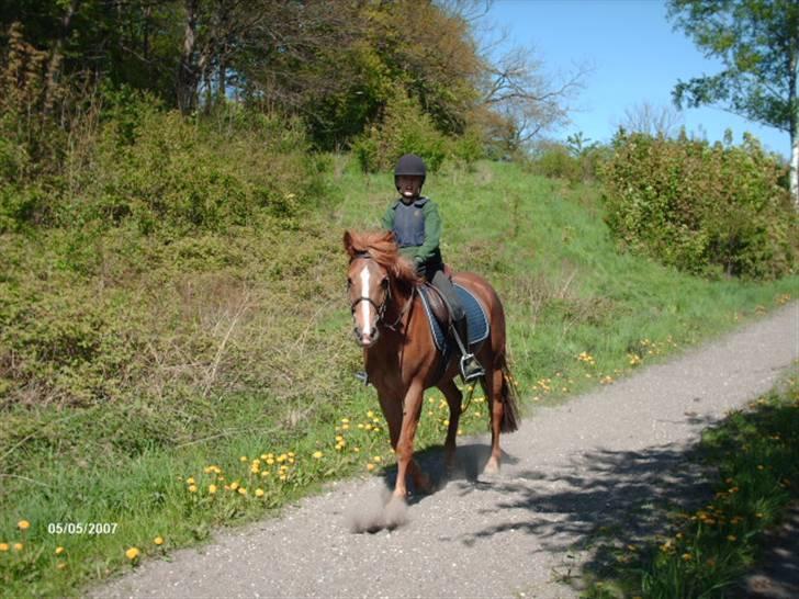 New Forest Wendy - udlånt :D - uh... uh.. vi kommer nu! billede 3