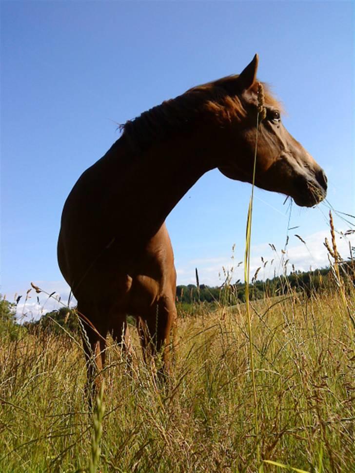 New Forest Wendy - udlånt :D - Wendy på Egenes store græsmark... smuk udsigt hva skattemus! :P billede 4