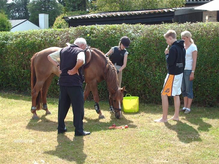 New Forest Wendy - udlånt :D - her står Wendy så hjemme hos Mig:-) delicious grass.. billede 6