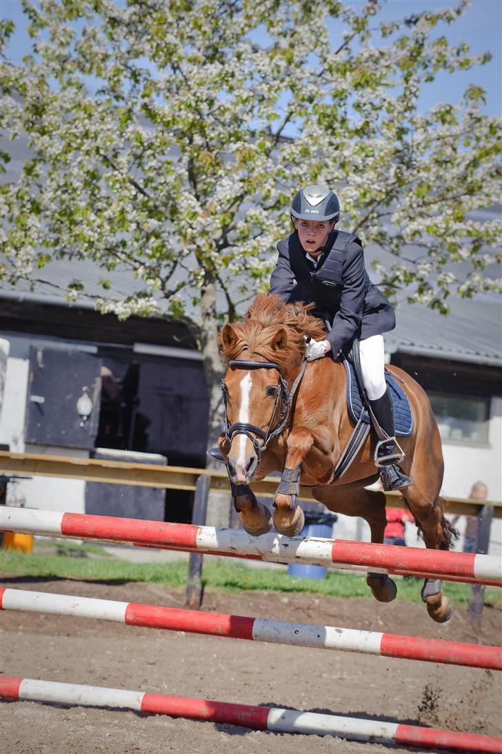 New Forest Wendy - udlånt :D - Ja.. Wendy ser i det mindste godt ud.. The good and the bad one :P billede 7