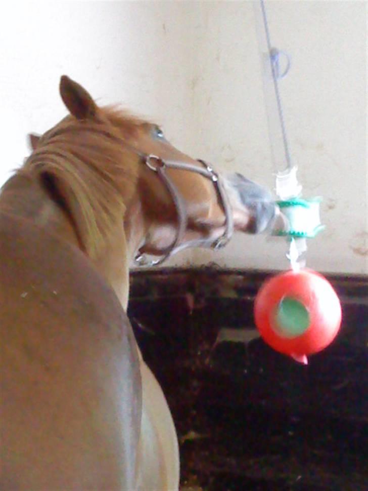 New Forest Wendy - udlånt :D - UHMM!! Æble smag-lækkert ;p læg mærke til tungen xD billede 8