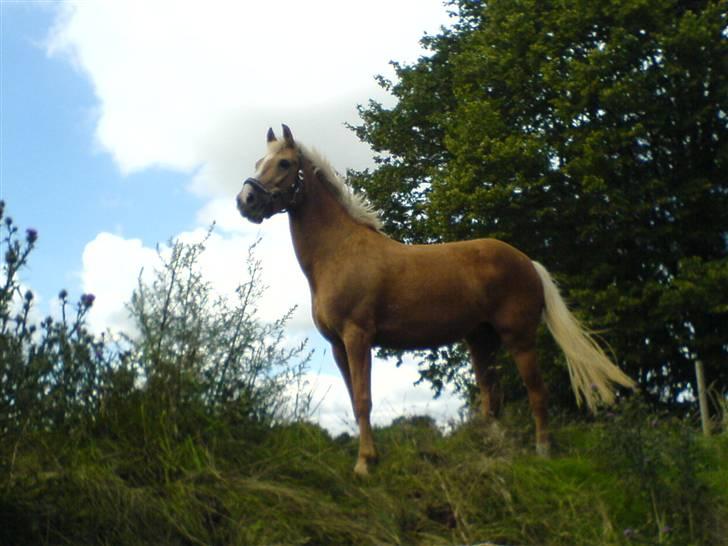 DSP Bes   - hun er fantastisk ! <3 billede 6