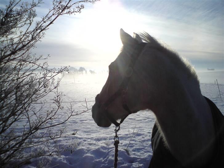 DSP Bes   - fordi du er den smukkeste! <3  billede 7