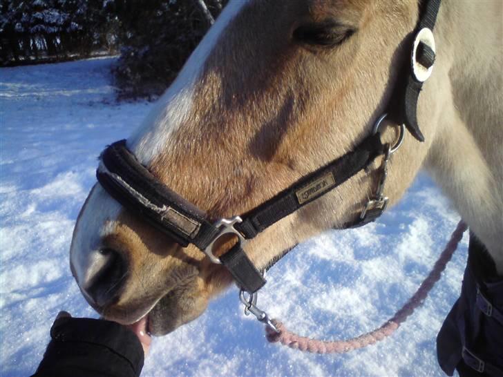 DSP Bes   - at være alt for kær?! <3  billede 10