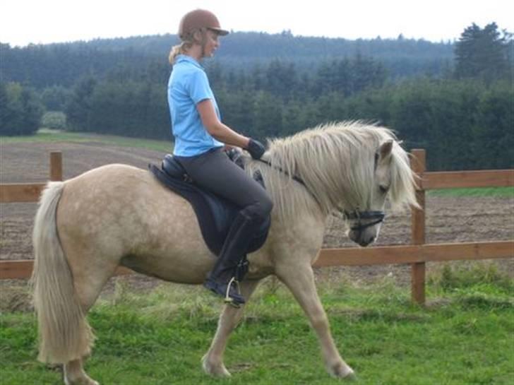 Islænder Prinsessa  solgt - 24/9 første gang Prinsessa har rytter, sadel og trense på på samme tid ;O) billede 18
