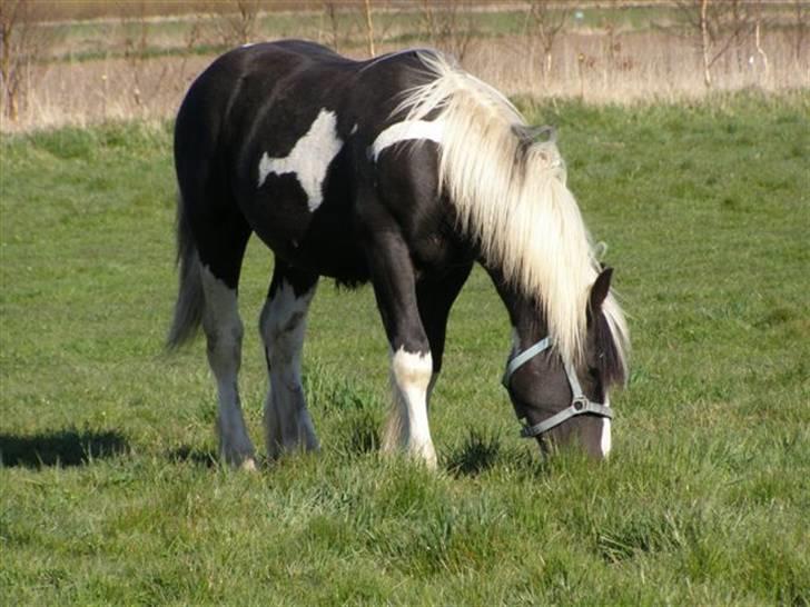 Tinker Guldagers sir Gallahad billede 4