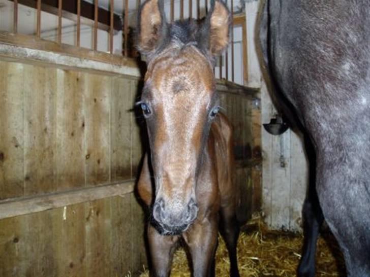 Dansk Varmblod Bugges Casino-Royal R.I.P billede 3