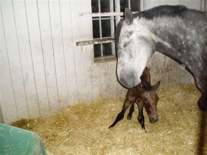 Dansk Varmblod Bugges Casino-Royal R.I.P billede 4